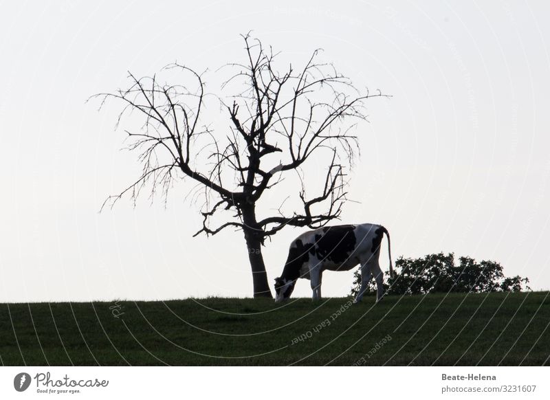 Kahler Baum mit Kuh Natur Landschaft Erde Wolkenloser Himmel Schönes Wetter Pflanze Gras Feld Hügel Nutztier alt füttern Blick stehen dehydrieren Wachstum