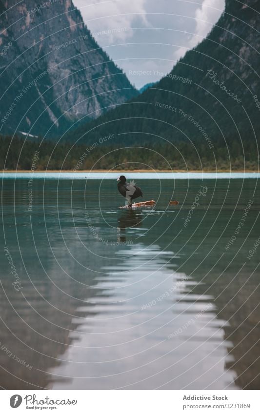 Schwarze Ente auf einem See in den Bergen Vogel Berge u. Gebirge Tal Dolomiten Wasser gefiedert schwarz Prahlerei einsam Italien Hügel tirol Teich Europa