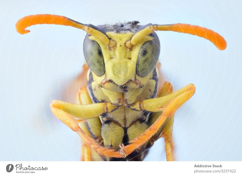 Gelbe niedliche vergrößerte Wespe mit orangefarbenen Fühlern und grünen Augen Fliege Kopf Makro Natur Insekt Detailaufnahme Vergrößerung Wanze haarig Parasit