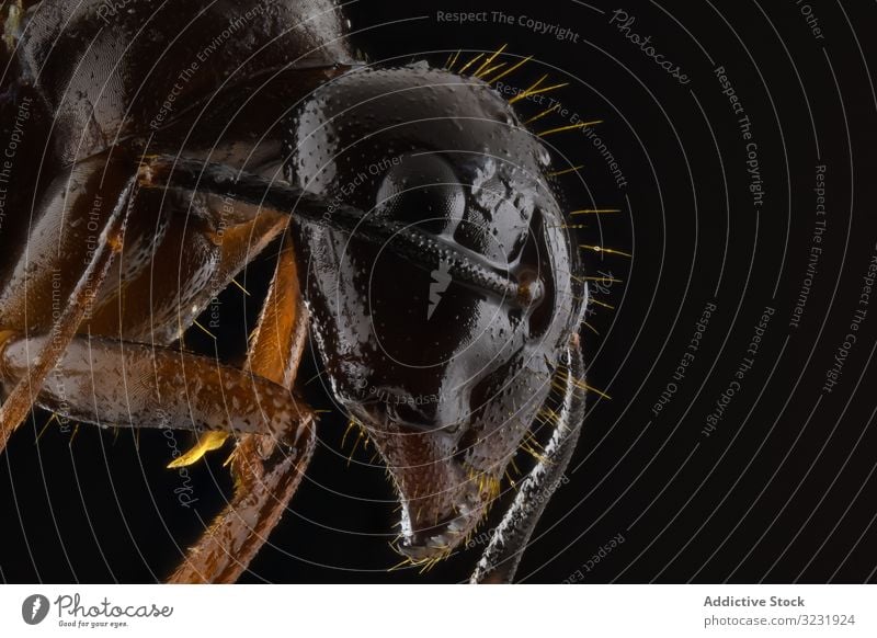 Dunkelbraune Ameise mit glänzendem Kopf und glänzenden Beinen fliegen Insekt Bauch Antenne Tierwelt Makro Wanze Natur Farbe klein schwarz Fliege Detailaufnahme