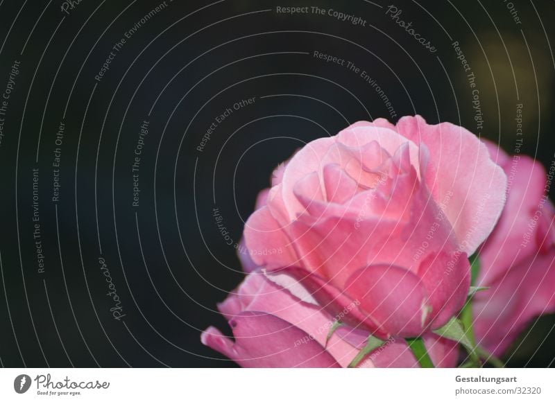 Rosa Rose I rosa magenta Blume Blüte schön Pflanze nah Blatt Makroaufnahme