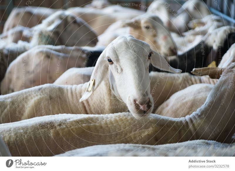 Herde geschorener Schafe im Stall Schwarm Bauernhof Verkaufswagen Korral geschert haarlos Ackerbau ländlich Viehbestand Lamm Mutterschaf Schafsbock Säugetier
