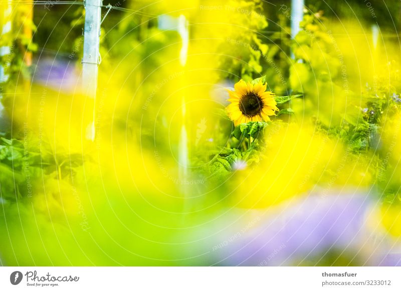 Sonnenblume mit gelbem unscharfen Vordergrund Ausflug Sommer Umwelt Natur Landschaft Sonnenlicht Klima Schönes Wetter Wärme Pflanze Blume Sträucher Nutzpflanze