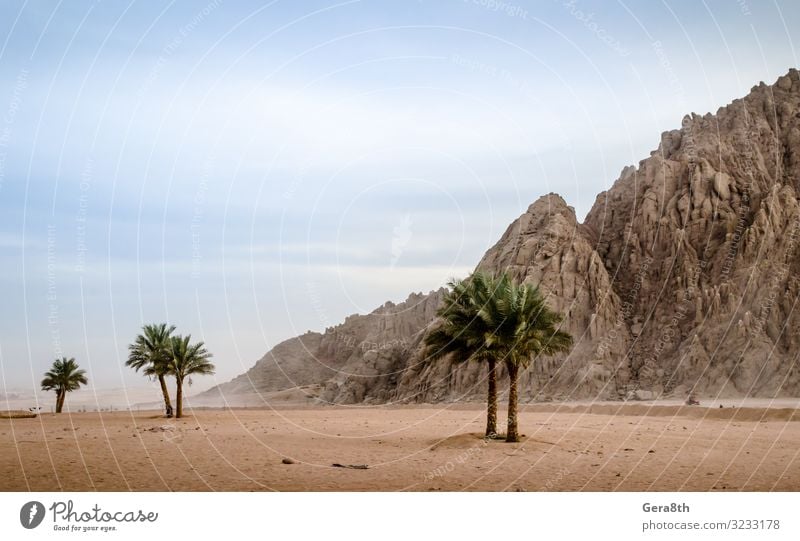 grüne Palmen vor dem Hintergrund der Wüste Ägyptens exotisch Ferien & Urlaub & Reisen Sommer Berge u. Gebirge Natur Landschaft Pflanze Sand Himmel Wolken Dürre