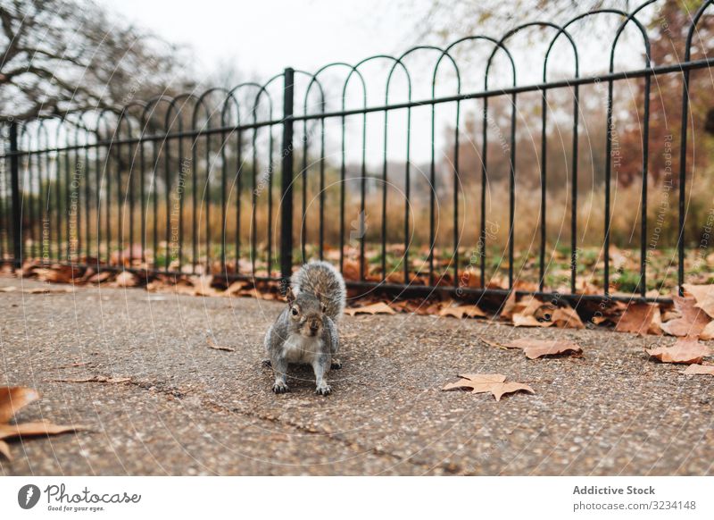 Eichhörnchen auf Herbstlaub im Park Blatt Gras Tier Natur London Windstille Rasen fallen Saison Tierwelt Säugetier Nagetiere fluffig pelzig bezaubernd niedlich