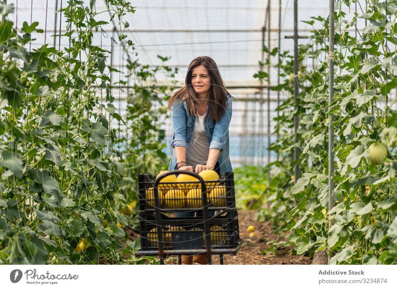 Landwirt erntet reife Melonen im Gewächshaus Frau Ernte Kontrolle Bauernhof achtsam Fokus Lebensmittel essbar prüfen Karre Handwagen in voller Länge