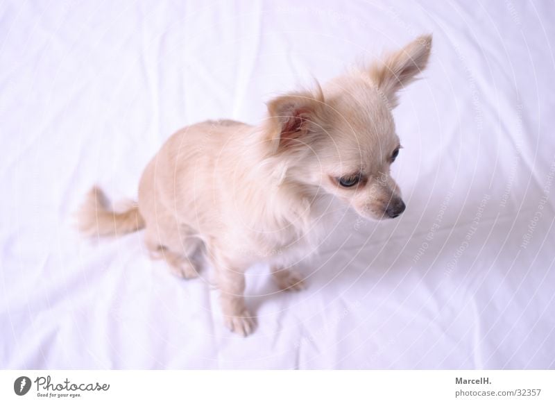 Fenia happihappi Chihuahua Desert Hund Welpe klein süß niedlich Einsamkeit Suche