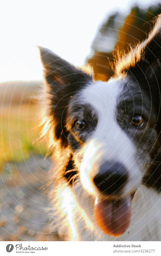 Border Collie auf der Wiese sitzend Hund Natur Borte Haustier Tier niedlich schön Gras Spaziergang Eckzahn Lifestyle Sommer grün aussruhen Landschaft weiß