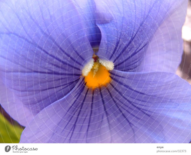 Viola Stiefmütterchen Blume Blüte Wiese violett Garten Detailaufnahme Makroaufnahme Pflanze