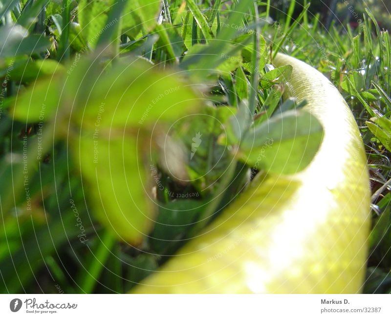 yellowSnake Schlauch Gartenschlauch gelb grün Wasserschlauch Klee Makroaufnahme Nahaufnahme
