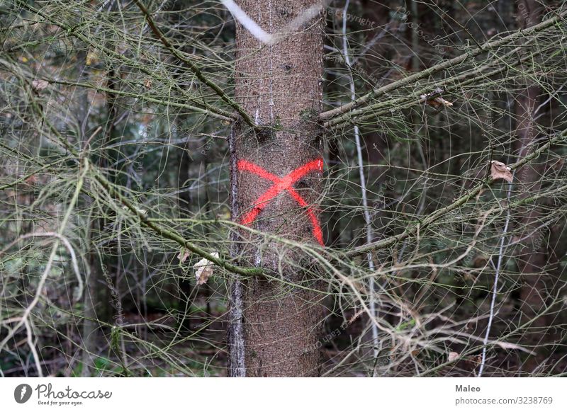 Ein Baum im Wald ist markiert Herbst Kreuz Abholzung ökologisch Umgebung Umwelt Blatt Management Forstwirtschaft grün Industrie Holz kennzeichnen Natur Kiefer