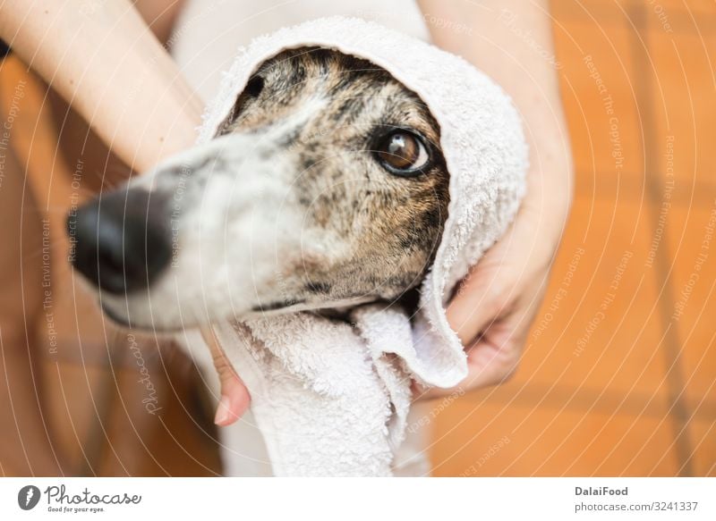Hund mit Handtuch von vorne gesehen Kosmetik Frau Erwachsene Freundschaft Tier Haustier klein lang lustig nass niedlich Sauberkeit weich braun weiß reizvoll