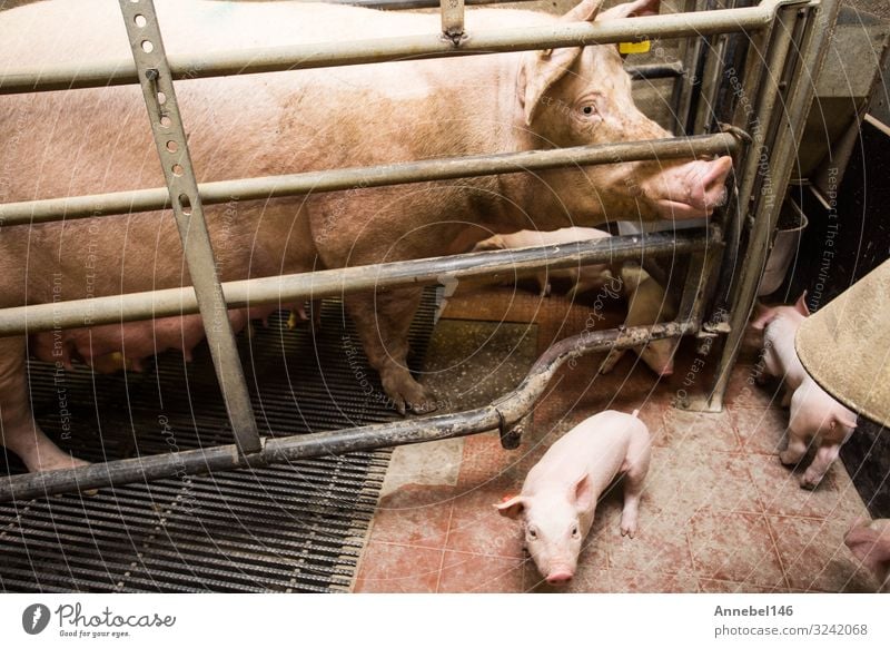 Mutter Schwein im Käfig mit ihren Ferkeln auf einem Zuchtbetrieb. Fleisch Fabrik Baby Erwachsene Menschengruppe Natur Tier füttern schlafen Wachstum dreckig