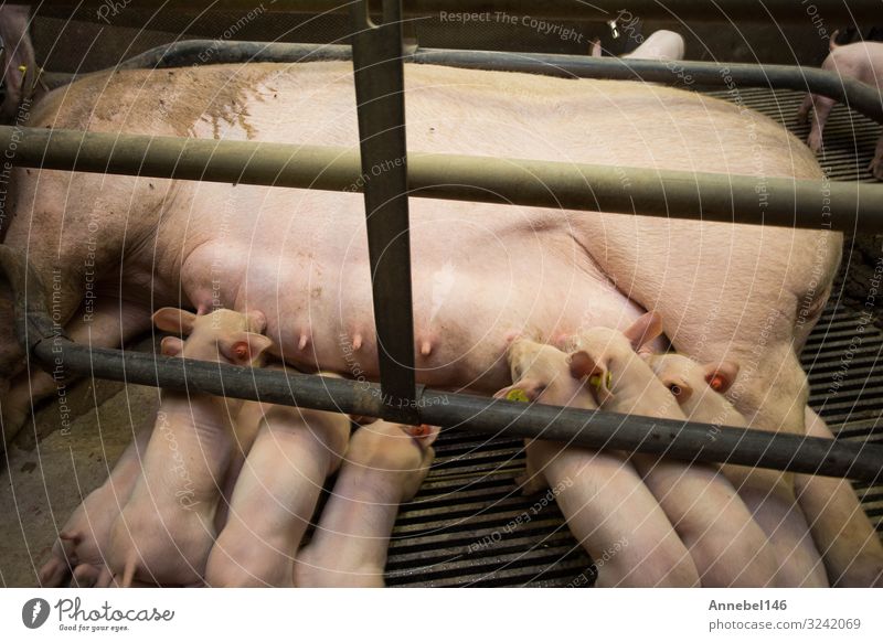 Mutter Schwein im Käfig mit ihren Ferkeln auf einem Zuchtbetrieb. Fleisch Fabrik Baby Erwachsene Menschengruppe Natur Tier füttern schlafen Wachstum dreckig