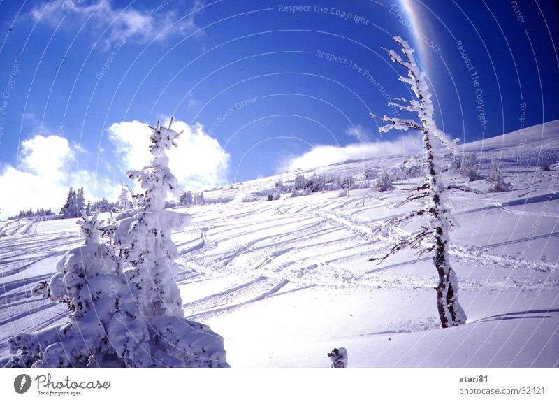 versauter Hang Baum Tanne Wolken Schnee Berge u. Gebirge Skifahren Freeride blau Himmel Schneespur Skigebiet Skipiste Schönes Wetter Blauer Himmel Tiefschnee