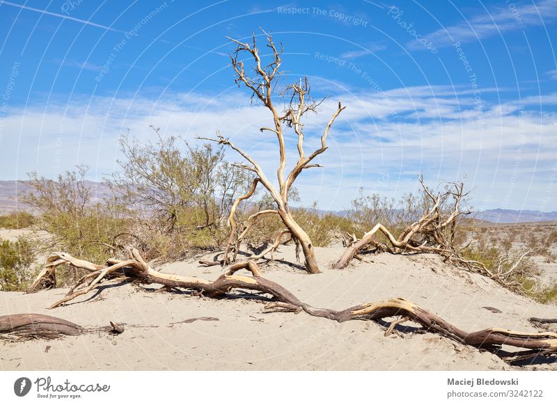 Verwelkte Bäume auf Sanddünen im Death Valley, USA. Ferien & Urlaub & Reisen Abenteuer Safari Expedition Sommer Sonne Umwelt Natur Landschaft Pflanze Himmel
