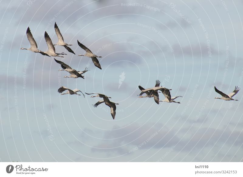 Kranichgruppe im Flug am Himmel mit Wolken Natur Tier Luft Sonnenlicht Herbst Schönes Wetter Wildtier Vogel Tiergruppe außergewöhnlich Unendlichkeit blau grau