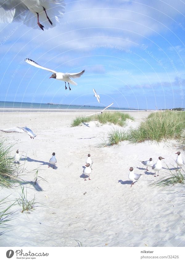 möwen (zum dritten und letzten) Vogel Möwe Strand Meer fliegen Sand frei Himmel Stranddüne Ostsee