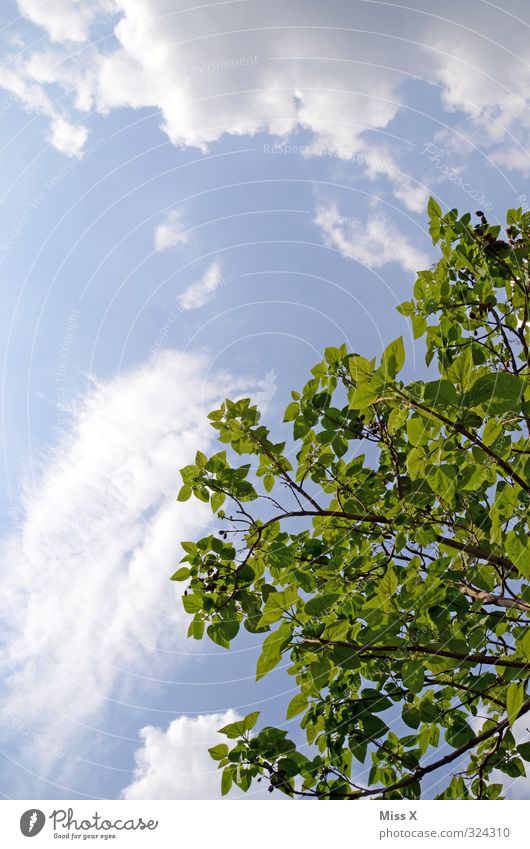 !trash! 2013 | 14.05.2011 darf endlich raus Himmel Wolken Frühling Sommer Klima Wetter Schönes Wetter Baum Blatt Wachstum groß hoch blau grün Baumkrone