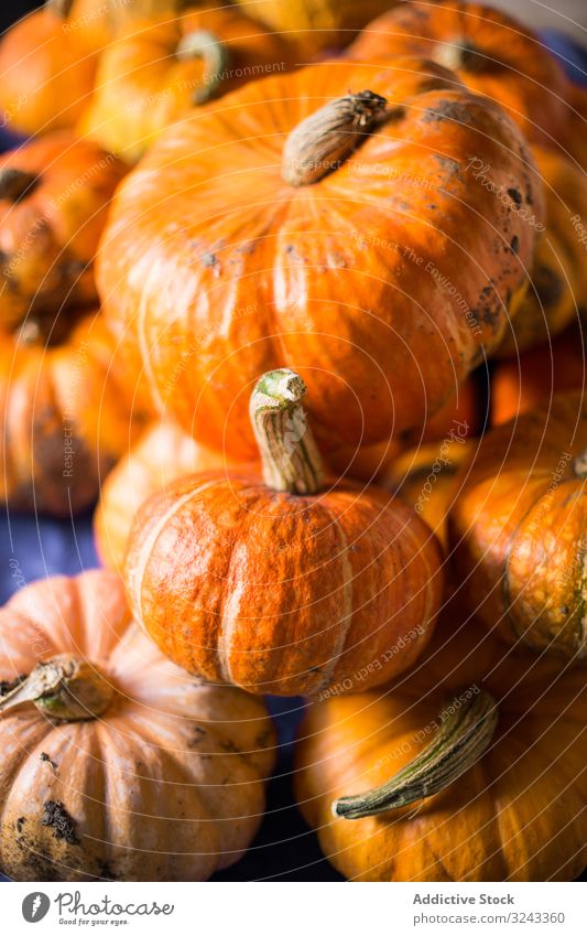 Haufen frischer reifer Orangenkürbisse auf dem Tisch Kürbis Ernte Herbst Feiertag Erntedankfest Gemüse Oktober fallen Vegetarier orange Halloween Gesundheit