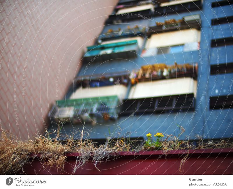 Zukunft Taiwan Asien Stadt Hafenstadt Stadtrand überbevölkert Menschenleer Haus Hochhaus blau braun gelb grün rot schwarz Balkon Balkonpflanze vertrocknet Wand