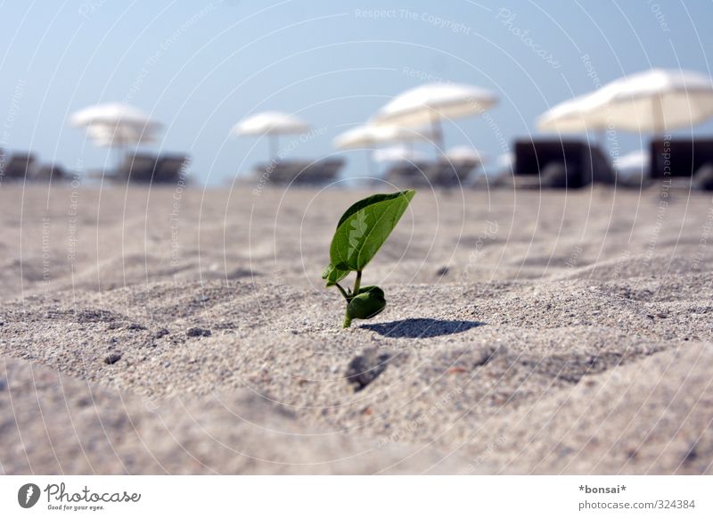 frühling! überall! Erholung Strand Sand Sonne Sommer Schönes Wetter Pflanze Blatt Grünpflanze Blühend Wachstum außergewöhnlich hell klein natürlich Wärme