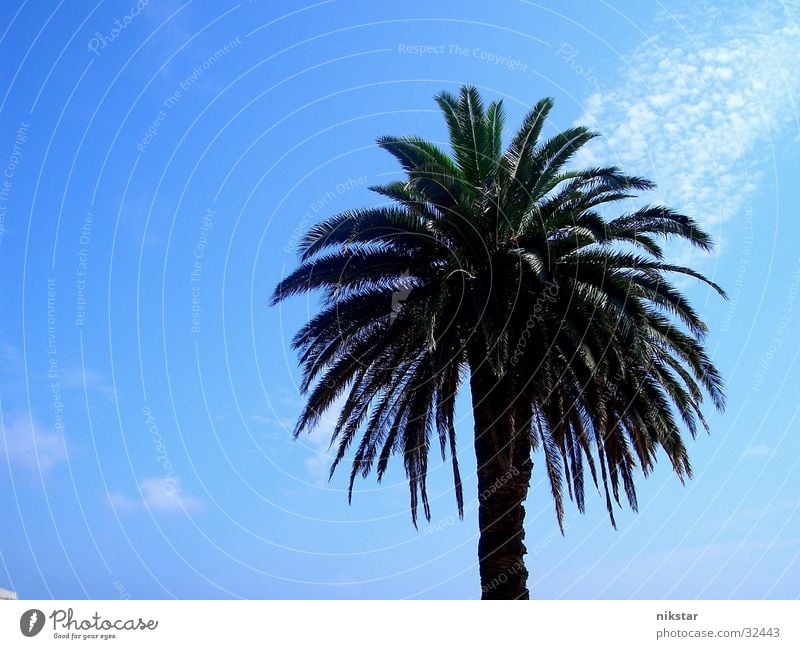 la palm Palme Strand Sommer Pflanze Baum grün Blatt Sonne blau Himmel Schönes Wetter Baumstamm