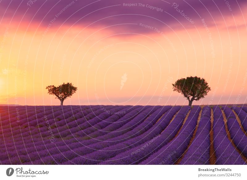 Violettes Lavendelfeld der Provence bei Sonnenuntergang ruhig Ferien & Urlaub & Reisen Natur Landschaft Pflanze Himmel Wolken Horizont Sommer Baum Blume Blüte