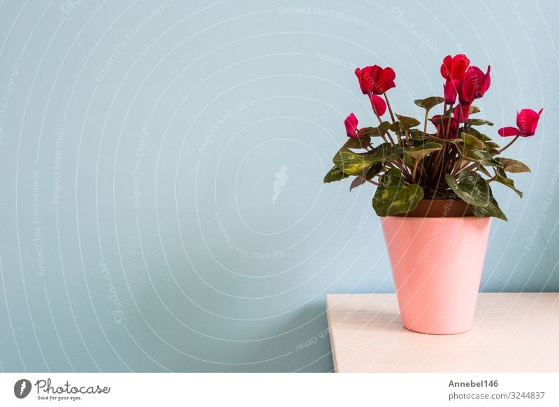 rote Blumen in rosa Blumentopf mit blauer Wand. Topf Design schön Haus Dekoration & Verzierung Natur Pflanze Blatt Blüte Blumenstrauß Wachstum frisch hell