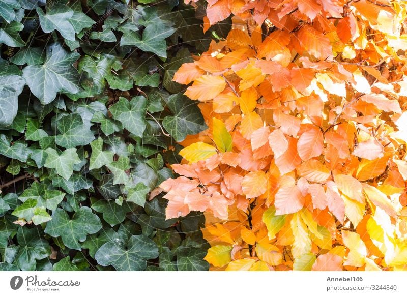 Grüner und orangefarbener Herbst hinterlässt den Hintergrund Design schön Garten Tapete Erntedankfest Halloween Natur Pflanze Baum Blatt Park Wald hell