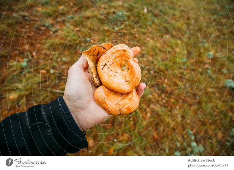 Waldpilz in der Hand haltend Herbst Hintergrund braun lecker Diät essbar Lebensmittel frisch funghi Pilz Feinschmecker Gesundheit lactarius natürlich niscalo