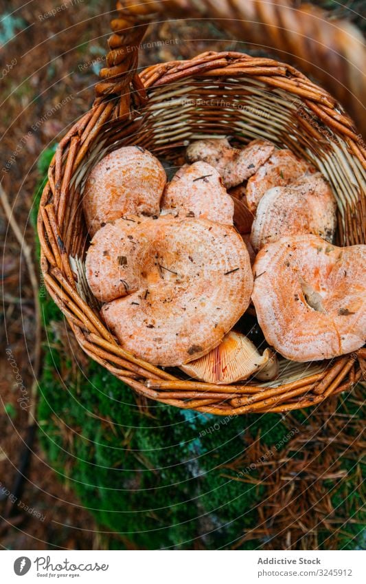 Safranmilch-Becherpilz (lactarious deliciosus) in einem Korb Herbst Hintergrund braun lecker Diät essbar Lebensmittel frisch funghi Pilz Feinschmecker