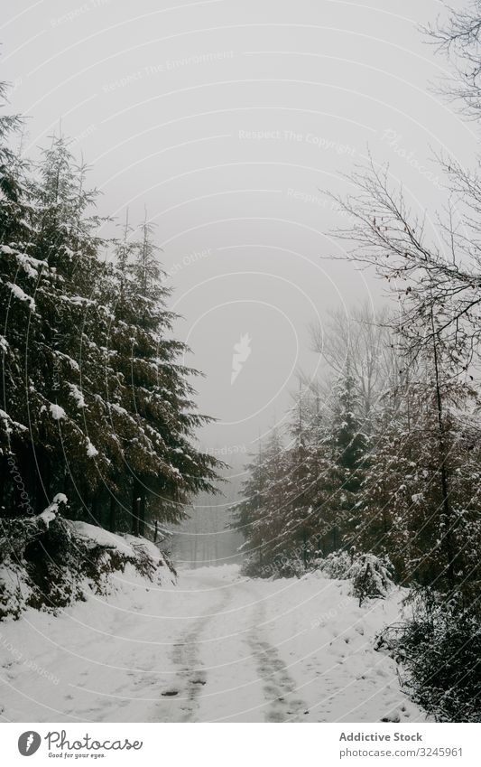 Winterwald mit verschneiten Bäumen Schnee Baum Wald laublos gefroren Frost Wälder ruhig gebogen Lehnen Norwegen Natur stumm Landschaft leer minimalistisch