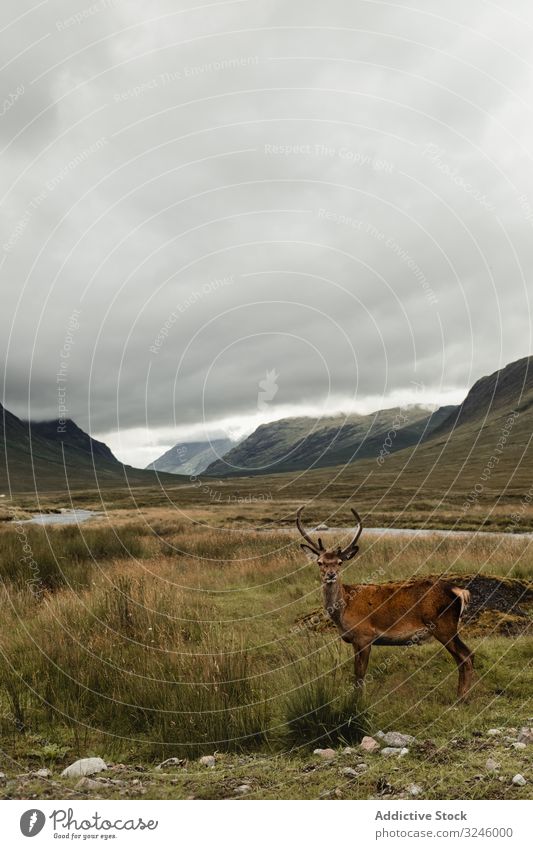 Schöner Hirsch auf schottischer Weide Hirsche Feld Schottland Hochland Berge u. Gebirge Hügel Wiese Gras wolkig Landschaft Schottisch Highlands Sommer Himmel