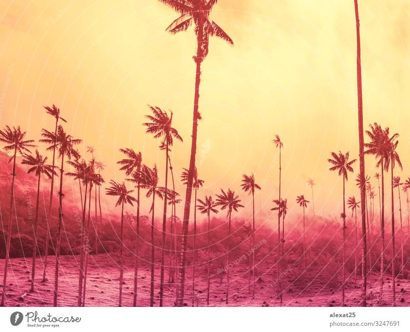 Palmenhintergrund mit Kopierraum auf gelb und starkem Rosa exotisch schön Ferien & Urlaub & Reisen Tourismus Sommer Sonne Strand Meer Insel Natur Landschaft