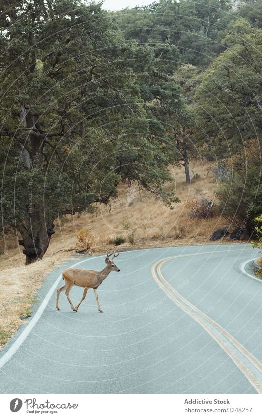 Kleine Hirsche kommen aus dem Wald und überqueren die Strasse Straße Überfahrt grün Sequoia-Park Tier natürlich Lebensraum Arten Pflanze Natur wenig Umwelt