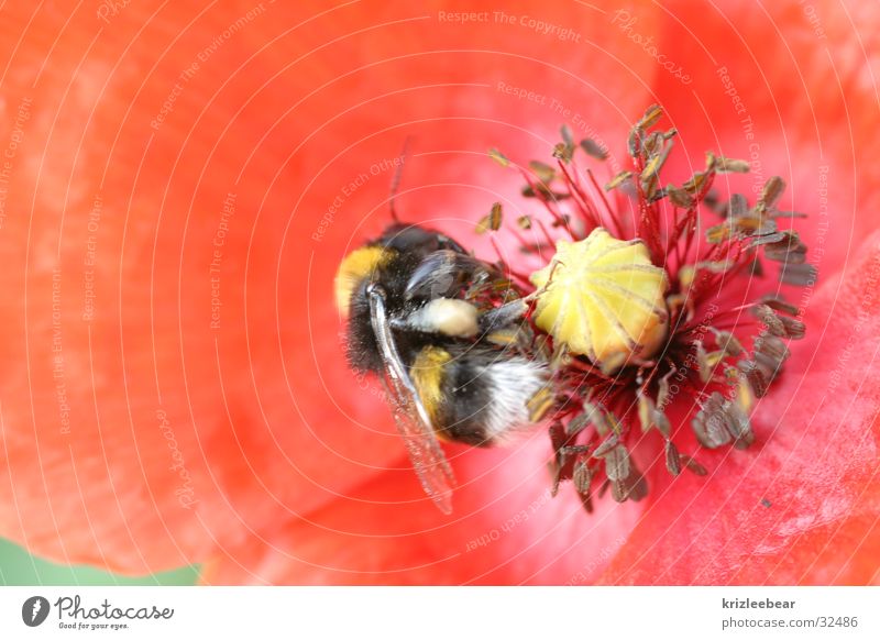 wie bei den blümchen und den bienchen Hummel Mohn Fertilisation Blüte rot fleißig Blume pummelig