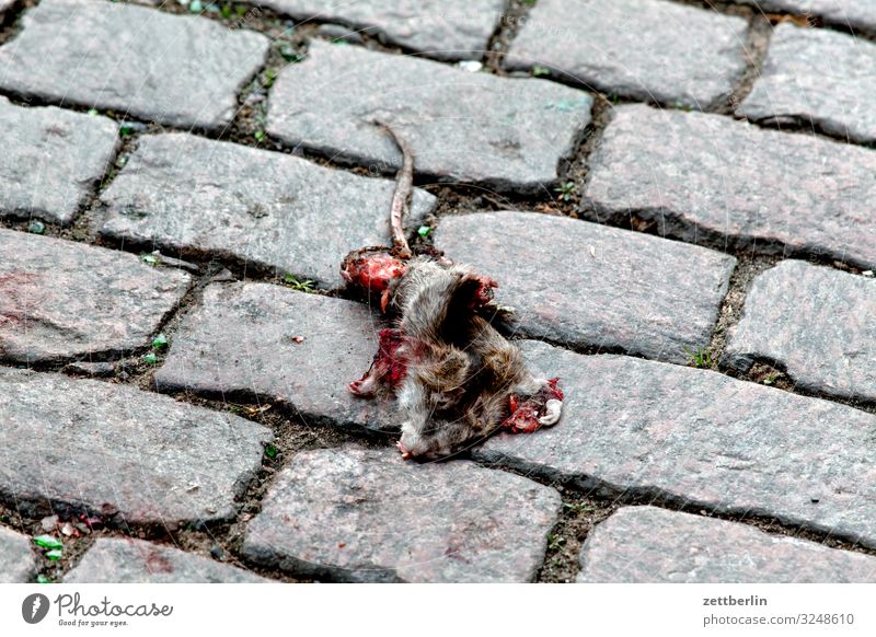 Tote Ratte Muroidea Langschwanzmäuse Altweltmäuse Tier Nagetiere Schädlinge Tod überfahren Verkehr Straßenverkehr Pflastersteine Kopfsteinpflaster Menschenleer