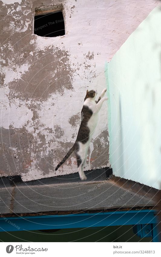Weiße getigerte, streunende Katze springt bei der gefährlichen Jagd mutig von einem Dach, hoch auf eine Mauer, vor einer alten, kaputten Wand, in der Altstadt von Esscouira in Marokko.