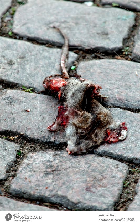Tote Ratte Muroidea Langschwanzmäuse Altweltmäuse Tier Nagetiere Schädlinge Tod überfahren Verkehr Straßenverkehr Pflastersteine Kopfsteinpflaster Menschenleer