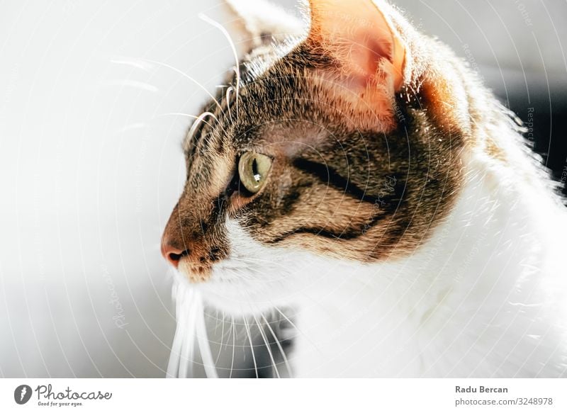 Süßes Katzenporträt zu Hause Auge gestreift seltsam Glück Bartansatz Kurzhaar Ausdruck Nahaufnahme lieblich Kopf Blick Miau Schnurrhaar Gesundheit Freude