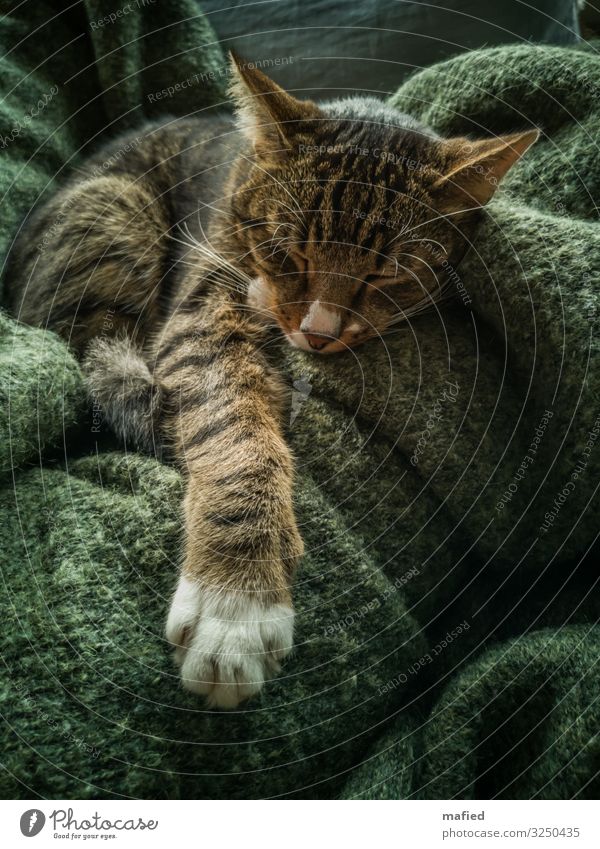Anpassungsfähig Erholung ruhig Tier Haustier Katze Fell Krallen Pfote Kater 1 genießen liegen schlafen braun grau grün Zufriedenheit Vertrauen Geborgenheit