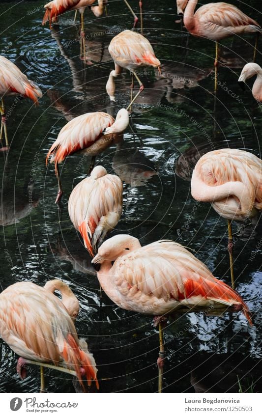 Flamingos Lifestyle elegant exotisch Freude Ferien & Urlaub & Reisen Tourismus Ausflug Abenteuer Safari Sommer Garten Umwelt Natur Landschaft Tier Wasser Klima