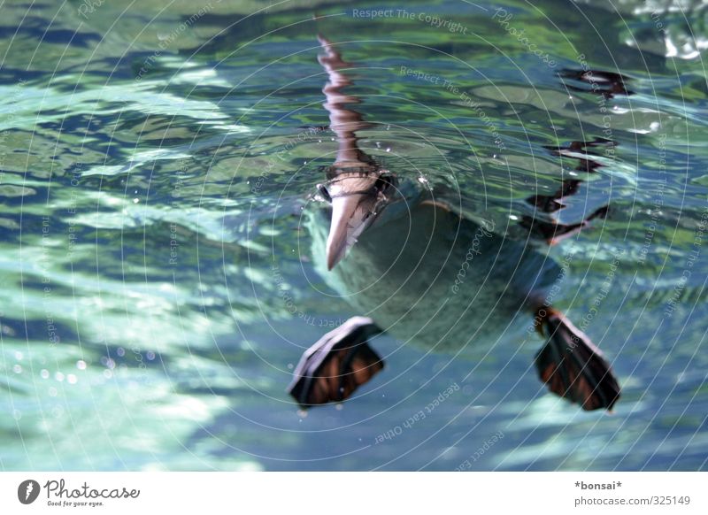 hallo 2014! Wasser Tier Vogel Zoo Basstölpel Schwimmen & Baden beobachten frech frisch nass Neugier Tierliebe Leichtigkeit Natur Schnabel tauchen
