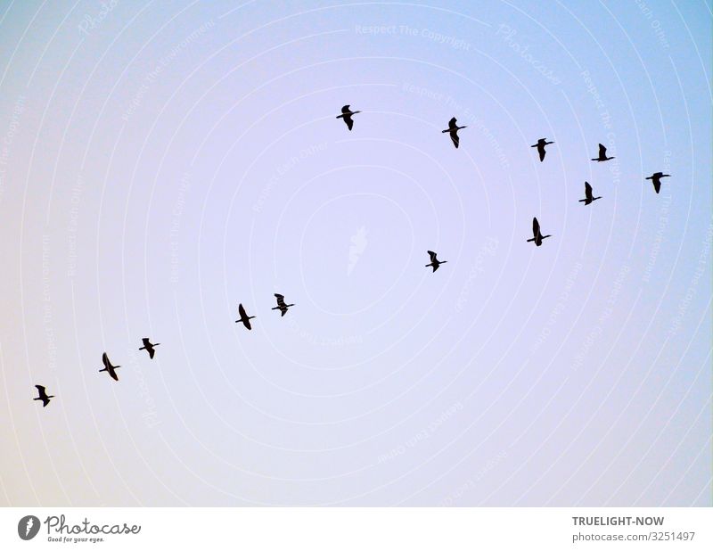Wenn die Kraniche ziehen... Ein Vogelzug Wildenten fliegt in spitzer V Formation an einem schönen Spätnachmittag nach Norden Umwelt Natur Luft Himmel