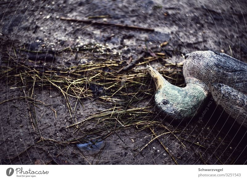 Ente gut alles gut Plastik Plastikente Vogel Tier Tierwelt