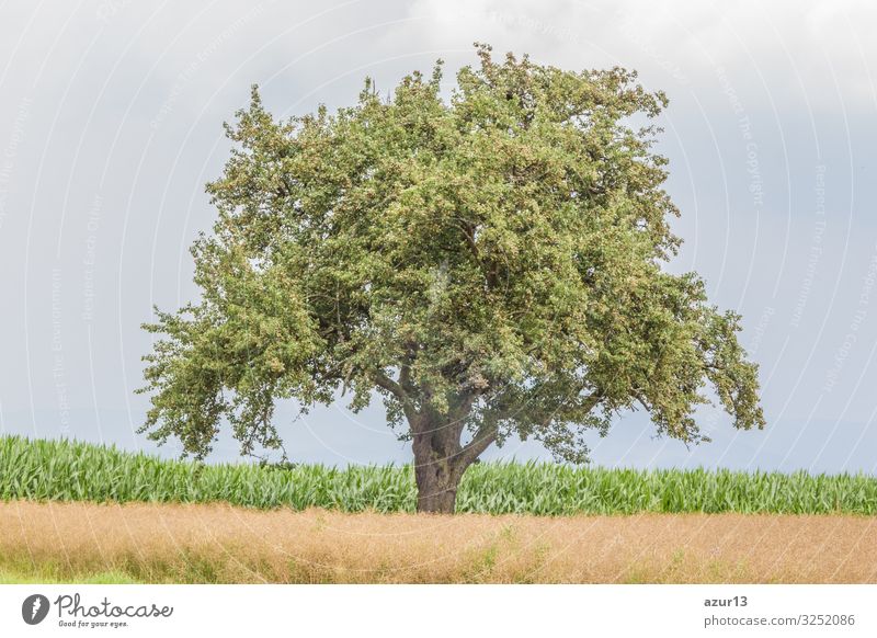Large single tree in warm summer nature with juicy leaves Getränk Leben Sommer Natur Wärme Idylle climate change season silence solitude seasonal time year