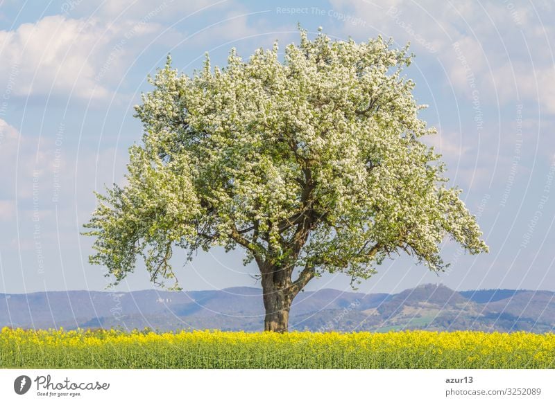 Large single tree in warm spring nature with blooming blossoms Getränk Leben Natur Wärme springen Idylle climate change season silence solitude seasonal time