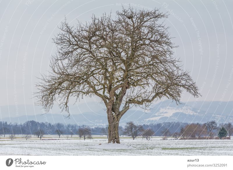 Large single tree in winter snow nature with naked branches Getränk Leben Winter Natur Idylle climate change season silence solitude seasonal time year weather