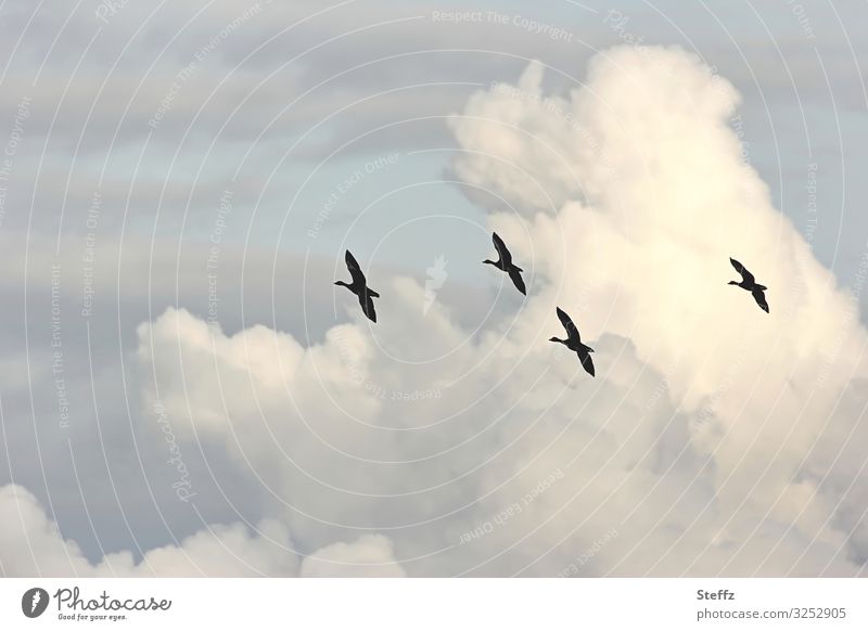 Formationsflug Zugvögel Vogelflug Vögel Wildvögel Wildgänse Gänse Vogelzug Freiheit Himmel Wolkenhimmel Wolkenformation hoch oben am Himmel fliegen gleichzeitig